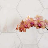 Pietra Bello